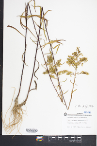 Solidago pinetorum image