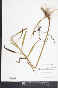 Solidago pinetorum image