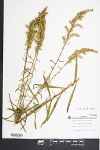 Solidago pinetorum image