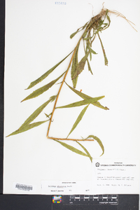 Solidago pinetorum image