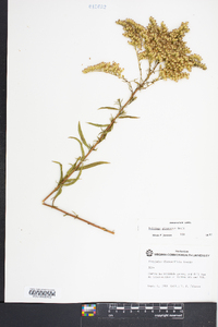 Solidago pinetorum image