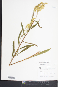 Solidago pinetorum image