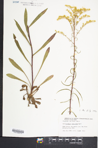 Solidago pinetorum image