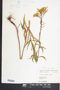 Solidago pinetorum image