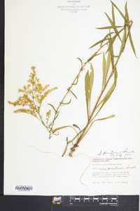 Solidago pinetorum image