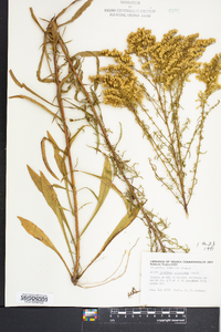 Solidago pinetorum image