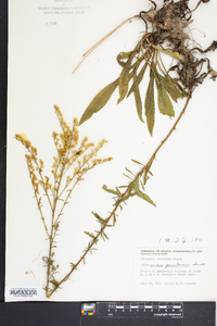 Solidago pinetorum image