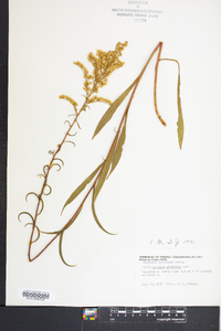 Solidago pinetorum image