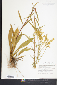 Solidago pinetorum image