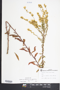 Solidago puberula image