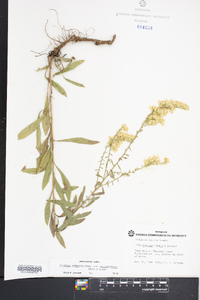 Solidago puberula image