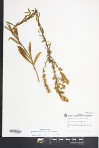 Solidago puberula image