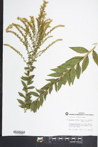 Solidago rugosa subsp. aspera image