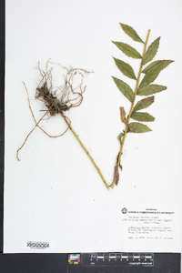 Solidago rugosa subsp. aspera image