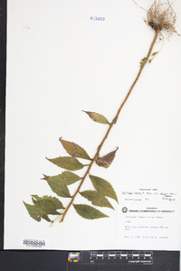 Solidago rugosa subsp. aspera image