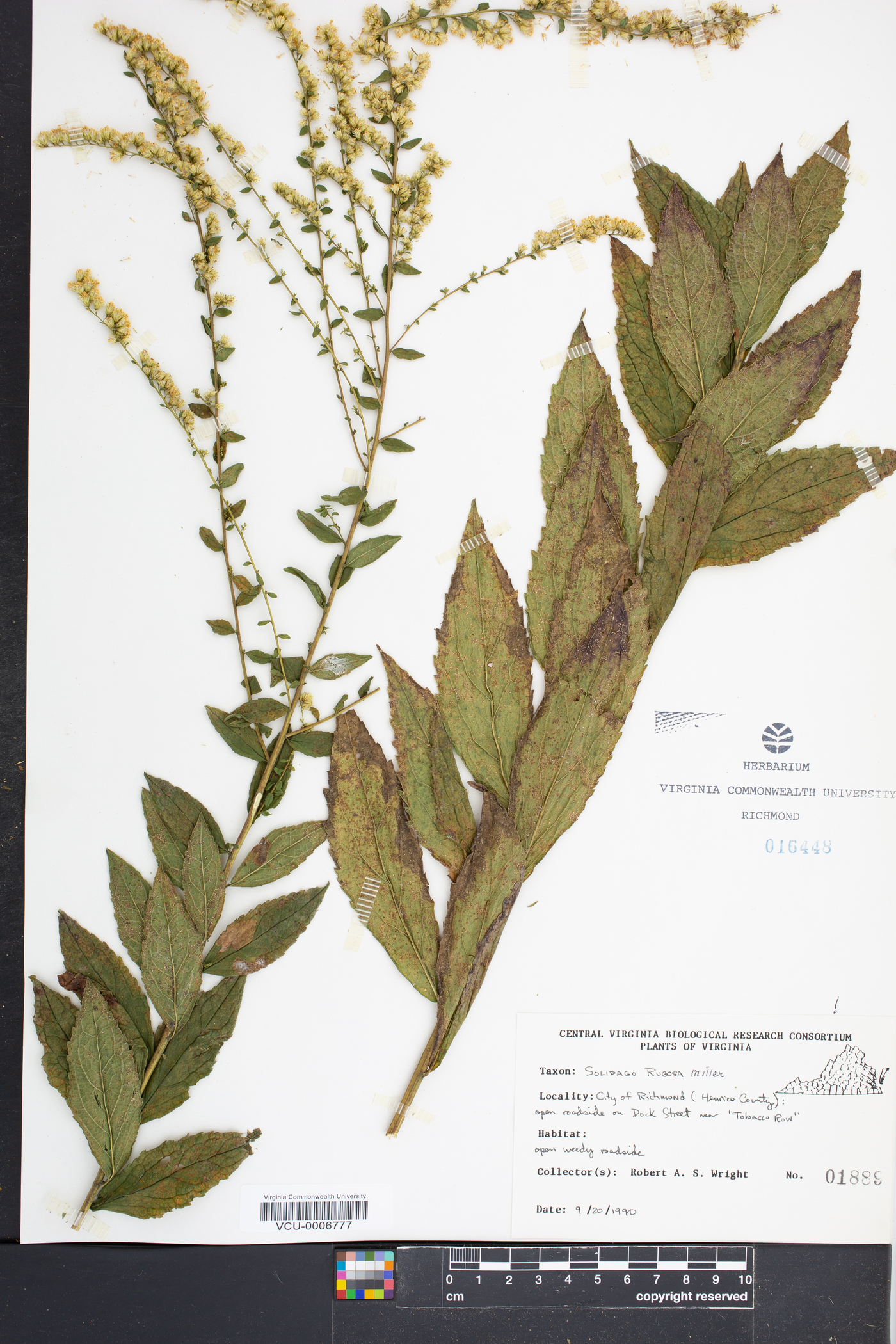 Solidago rugosa subsp. rugosa image