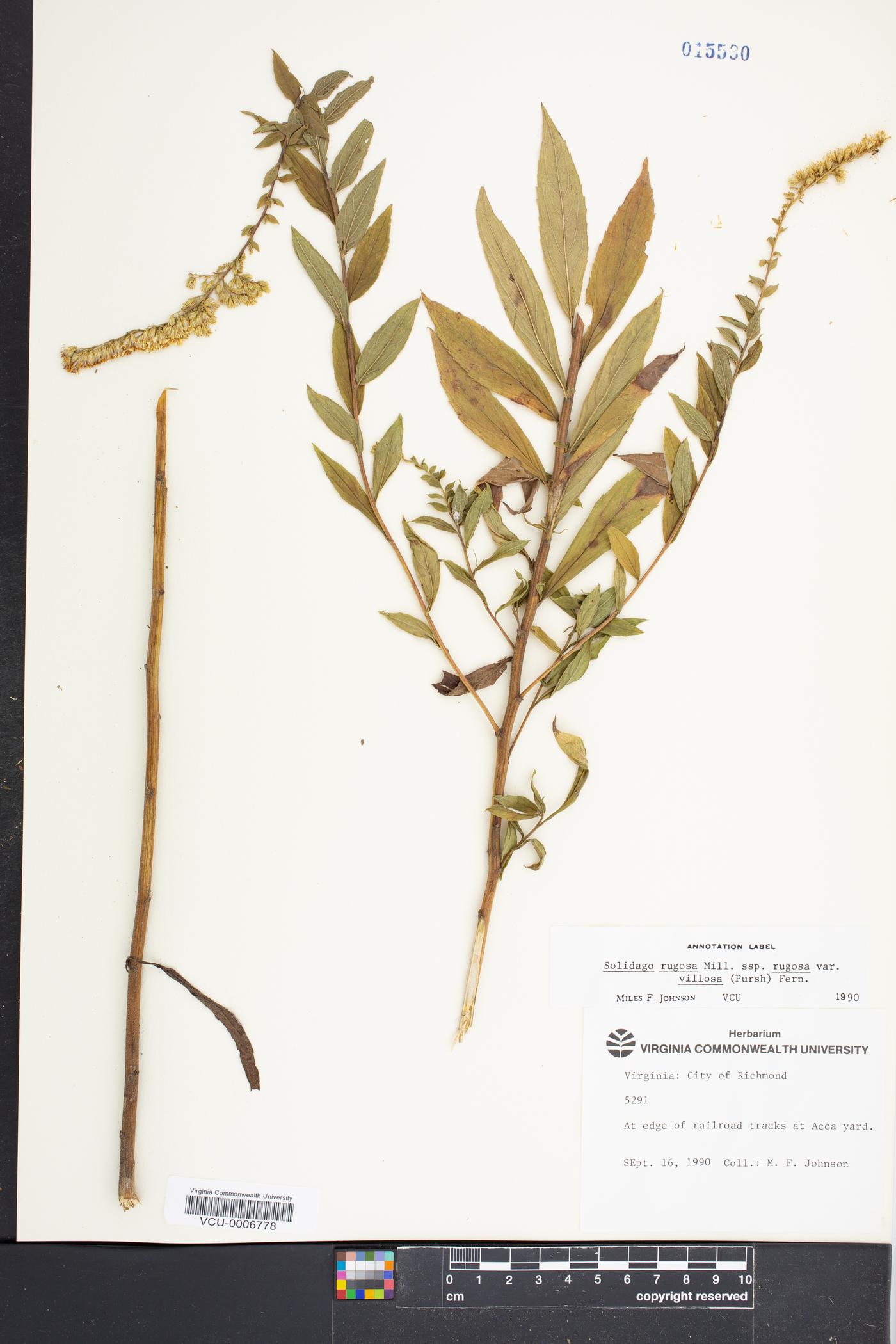 Solidago rugosa subsp. rugosa image