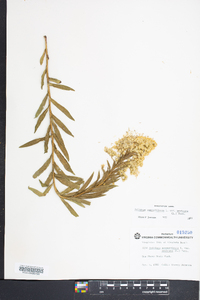 Solidago sempervirens image