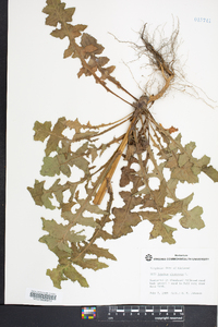 Sonchus oleraceus image