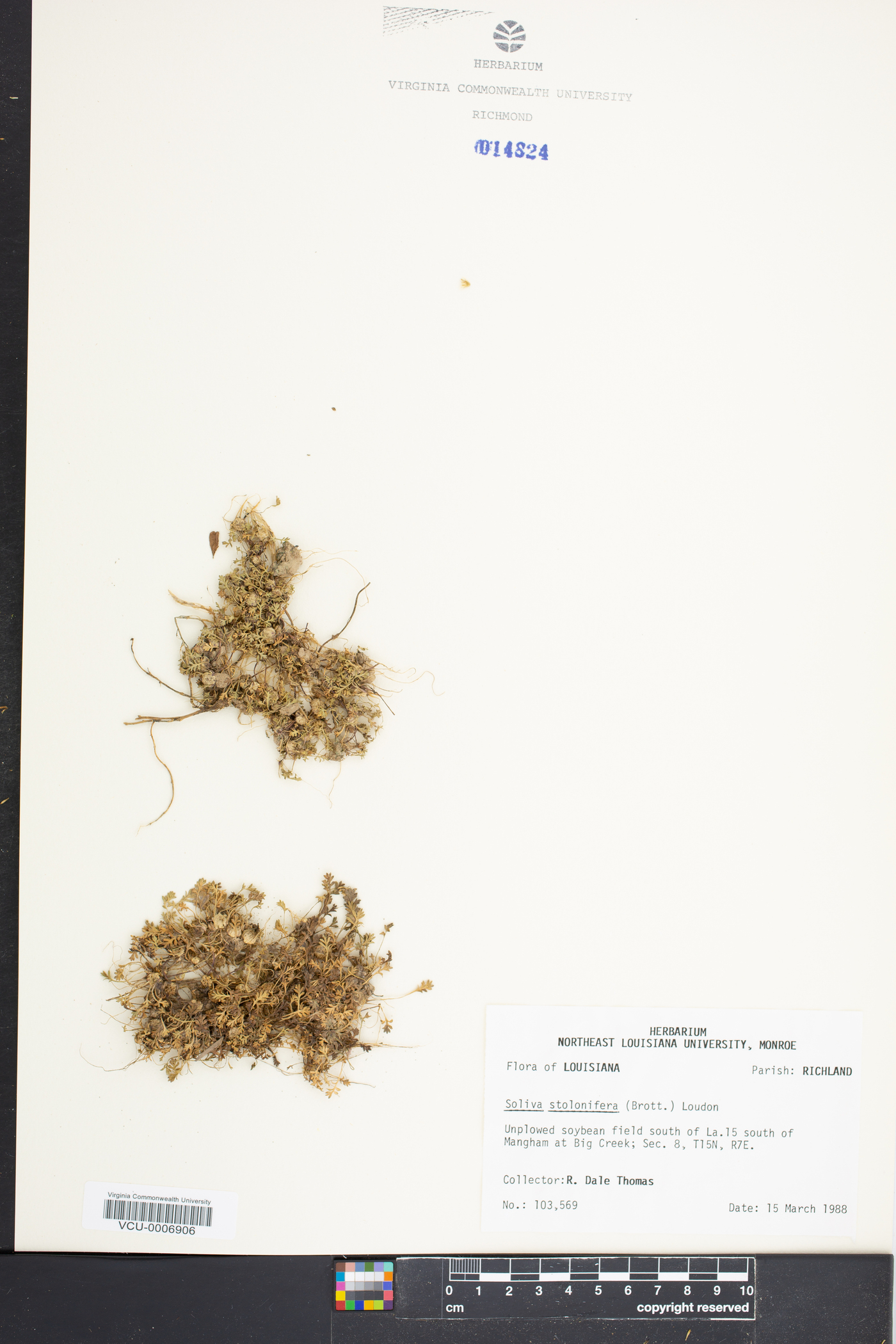Soliva stolonifera image
