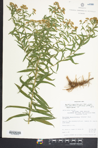 Euthamia graminifolia var. nuttallii image