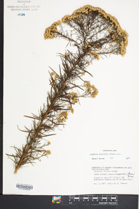 Euthamia tenuifolia image