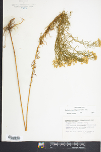 Euthamia tenuifolia image