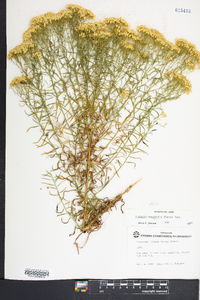 Euthamia tenuifolia image