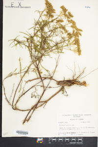 Flaveria linearis image