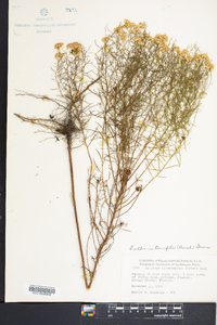 Euthamia tenuifolia image