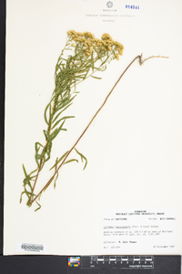 Euthamia leptocephala image