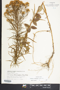 Euthamia tenuifolia image