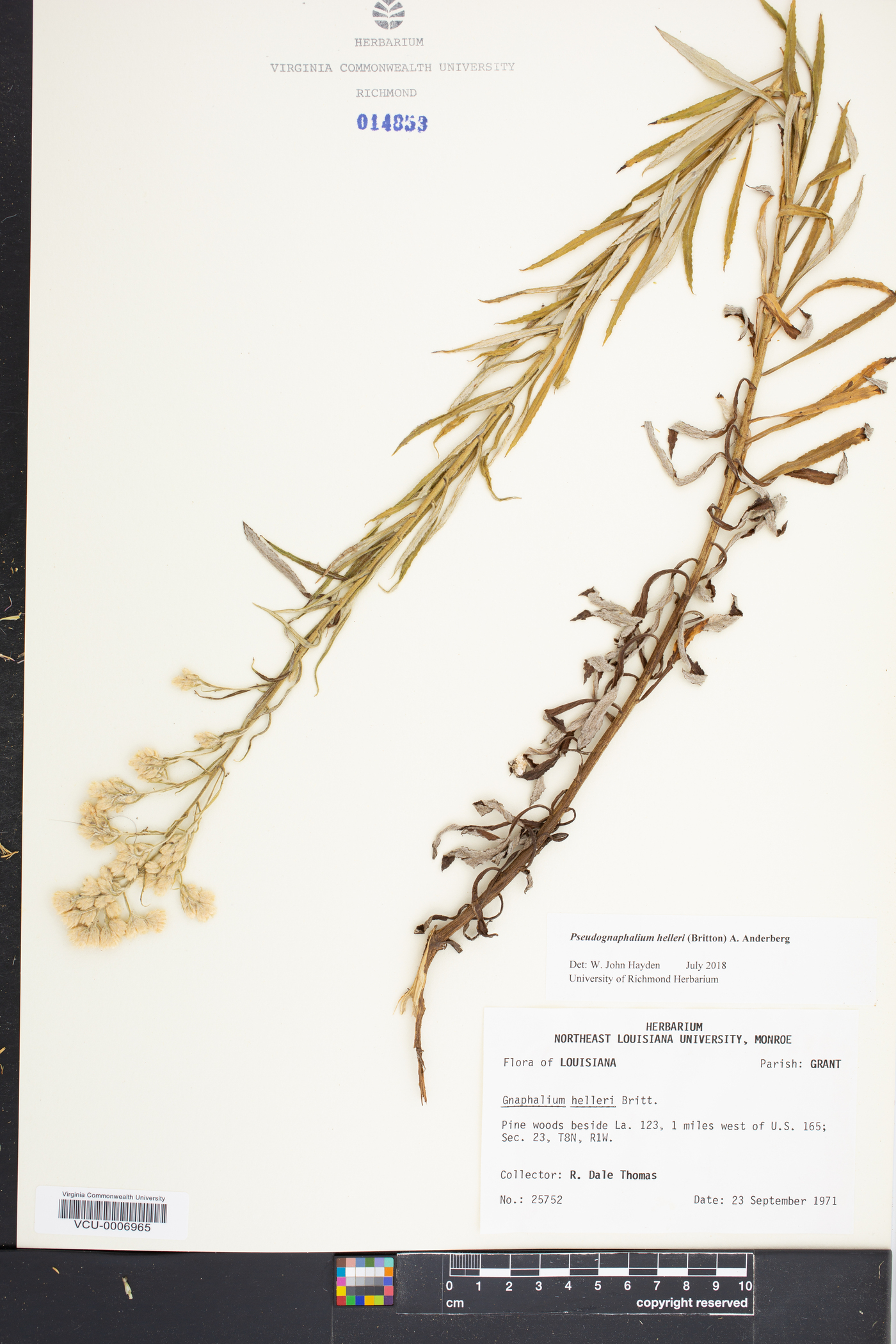 Pseudognaphalium helleri image