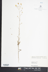 Croptilon divaricatum image