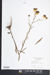 Helenium flexuosum image