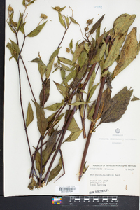 Helianthus strumosus image