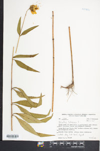 Helianthus tuberosus image