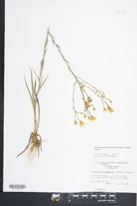 Pityopsis graminifolia image