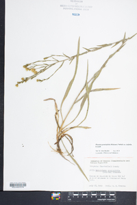 Pityopsis graminifolia image