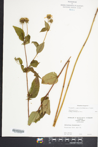 Helianthus decapetalus image