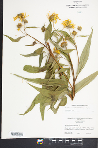 Helianthus grosseserratus image