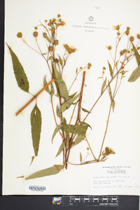 Helianthus laevigatus image