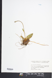 Hieracium aurantiacum image