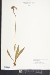 Hieracium caespitosum image