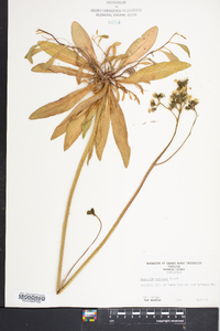 Hieracium caespitosum image