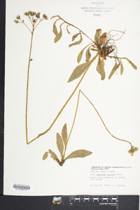 Hieracium caespitosum image