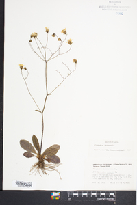 Hieracium venosum image