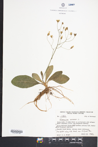 Hieracium venosum image