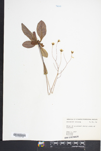 Hieracium venosum image