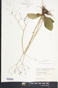 Hieracium venosum image